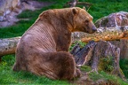 0489-zoo osnabrueck-hybrid bear
