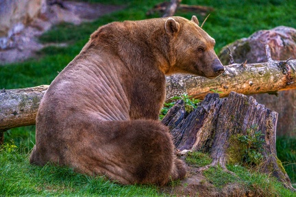 0489-zoo osnabrueck-hybrid bear