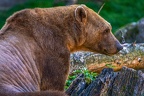 0490-zoo osnabrueck-hybrid bear