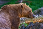 0491-zoo osnabrueck-hybrid bear