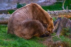 0492-zoo osnabrueck-hybrid bear