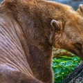 0493-zoo osnabrueck-hybrid bear