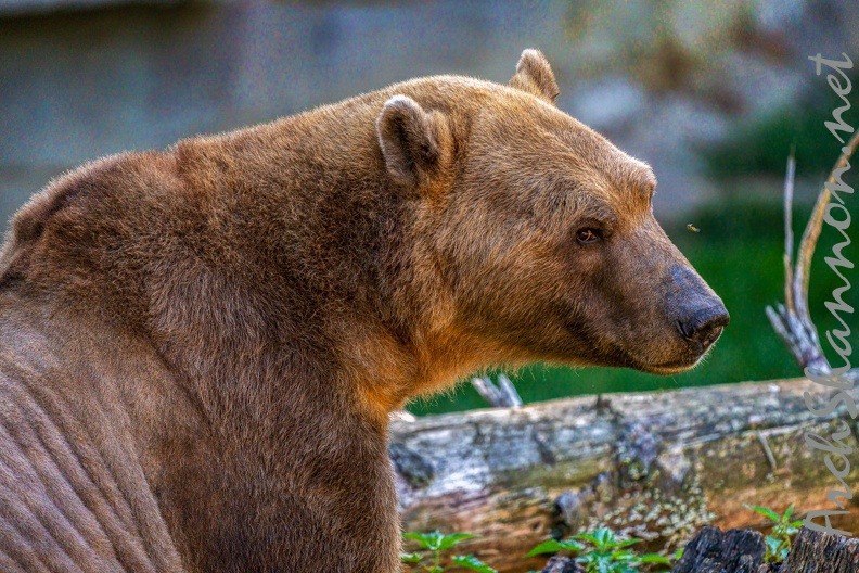 0494-zoo osnabrueck-hybrid bear