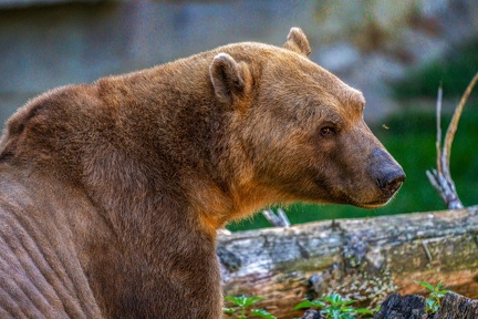 0494-zoo osnabrueck-hybrid bear