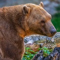 0495-zoo osnabrueck-hybrid bear