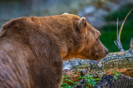 0497-zoo osnabrueck-hybrid bear