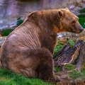0498-zoo osnabrueck-hybrid bear