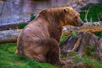 0498-zoo osnabrueck-hybrid bear