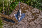 0499-zoo osnabrueck-grey heron