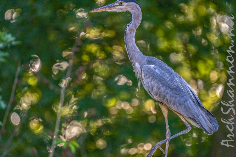 0500-zoo osnabrueck-grey heron.jpg