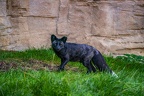 0503-zoo osnabrueck-silver fox