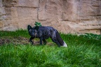 0504-zoo osnabrueck-silver fox
