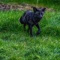 0505-zoo osnabrueck-silver fox