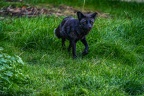 0505-zoo osnabrueck-silver fox