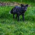 0506-zoo osnabrueck-silver fox