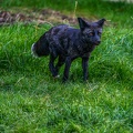 0507-zoo osnabrueck-silver fox