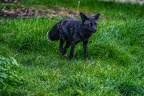 0507-zoo osnabrueck-silver fox
