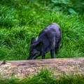 0509-zoo osnabrueck-silver fox