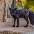 0510-zoo osnabrueck-silver fox