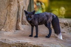 0510-zoo osnabrueck-silver fox