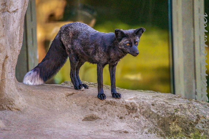 0511-zoo osnabrueck-silver fox.jpg