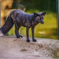 0511-zoo osnabrueck-silver fox