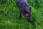 0513-zoo osnabrueck-silver fox