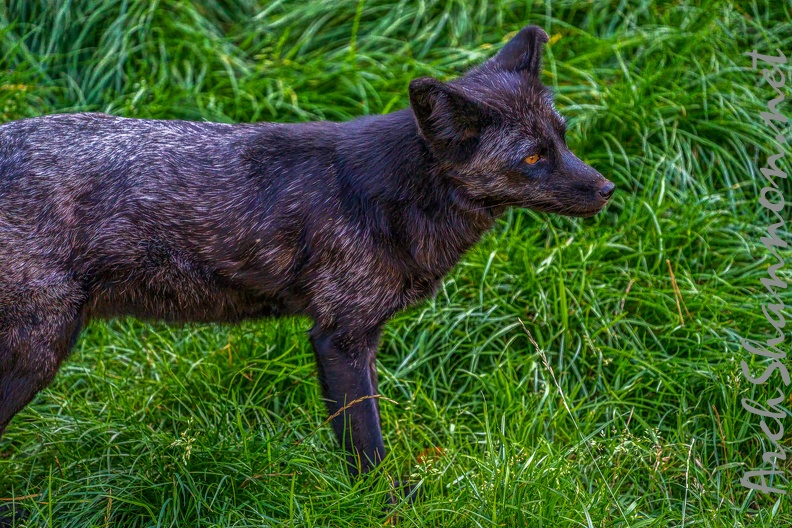 0515-zoo osnabrueck-silver fox