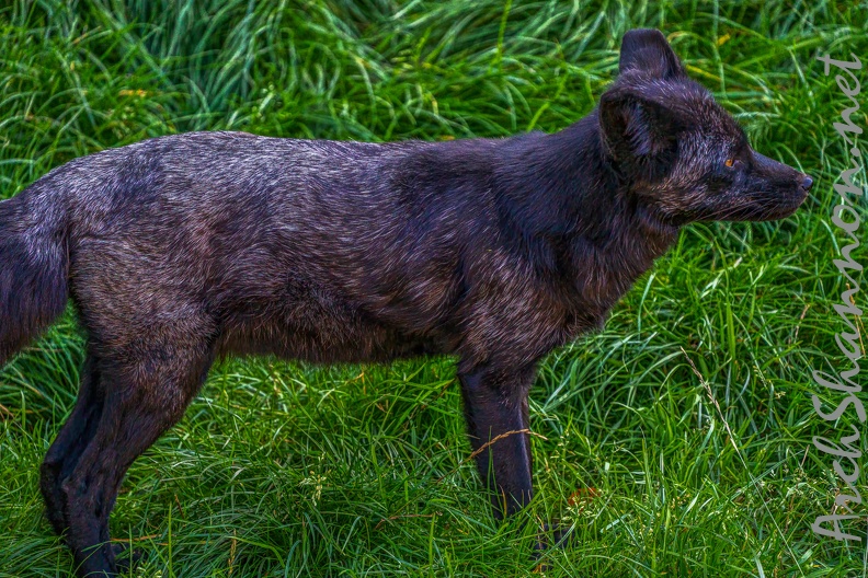 0517-zoo osnabrueck-silver fox