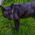 0518-zoo osnabrueck-silver fox
