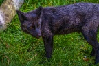 0518-zoo osnabrueck-silver fox