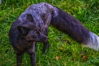 0521-zoo osnabrueck-silver fox