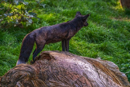 0526-zoo osnabrueck-silver fox