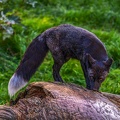 0527-zoo osnabrueck-silver fox