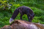 0527-zoo osnabrueck-silver fox