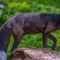 0529-zoo osnabrueck-silver fox