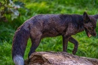 0529-zoo osnabrueck-silver fox