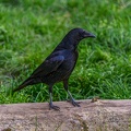 0533-zoo osnabrueck-crowbird