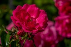 0323-rhein sieg district-red roses