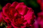 0326-rhein sieg district-red roses