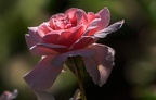 0327-rhein sieg district-red white roses