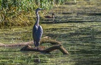 0675-rhein sieg district-grey heron on island