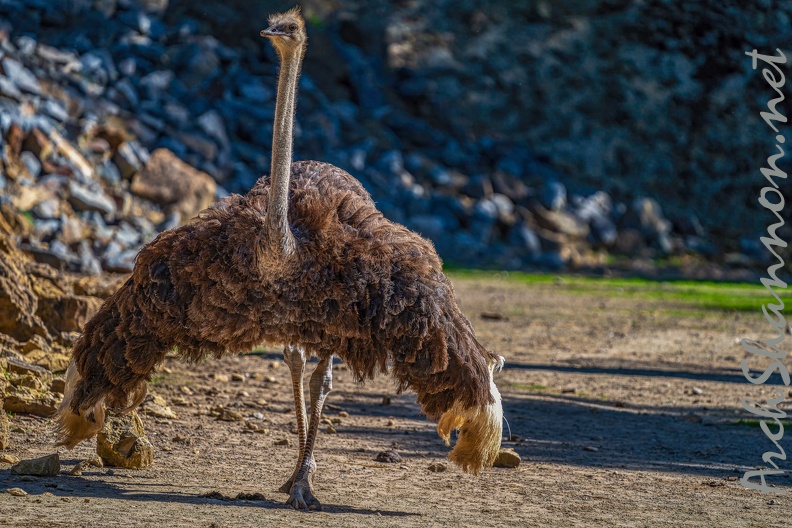 0755-zoo osnabrueck-ostrich