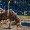 0755-zoo osnabrueck-ostrich
