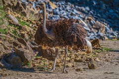 0758-zoo osnabrueck-ostrich