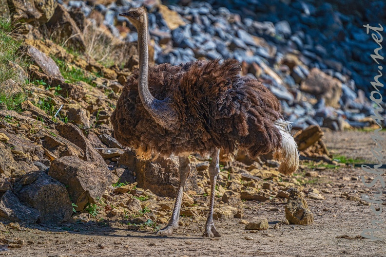0758-zoo osnabrueck-ostrich