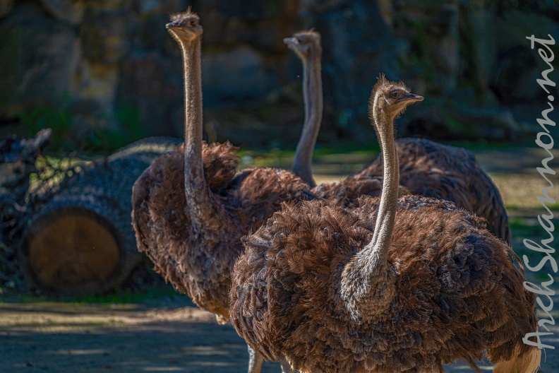 0759-zoo osnabrueck-ostrich
