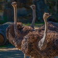 0759-zoo osnabrueck-ostrich