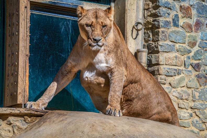 0760-zoo osnabrueck-lion