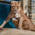 0760-zoo osnabrueck-lion